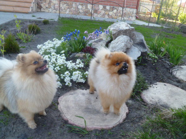 Наташа Денисова