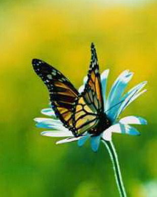 Ольга Секрет