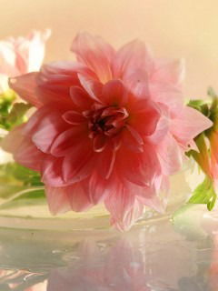 Елена Иванова