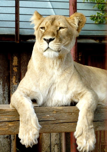 Наташа Ширкалина