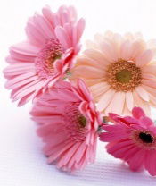 Светлана Лобанова