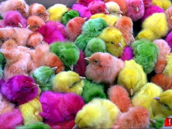 Шарбакты-Кус Птицефабрика