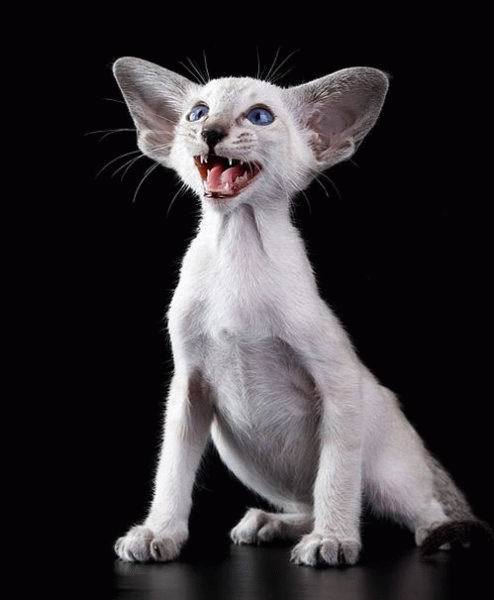 Яна Казалинская