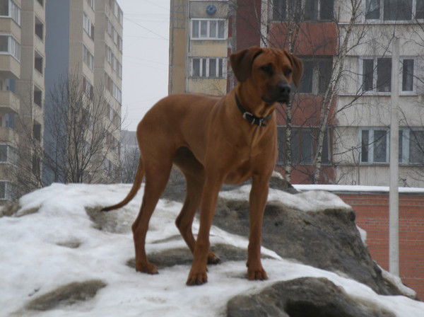 Наталья Штадель