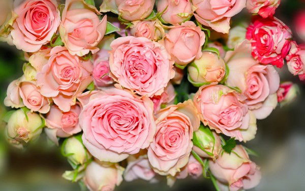 Айсулу Нуркенова