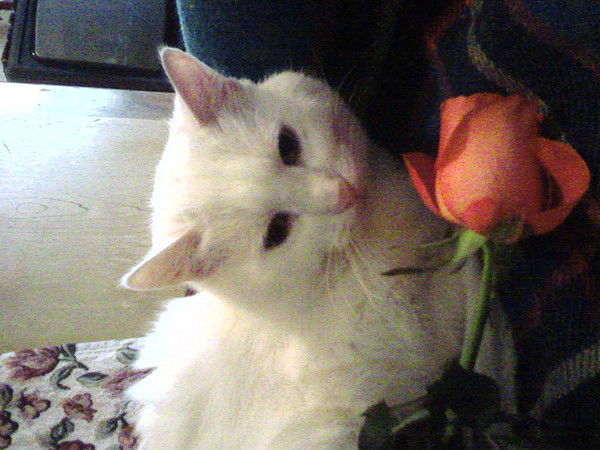 Костя Вишневский