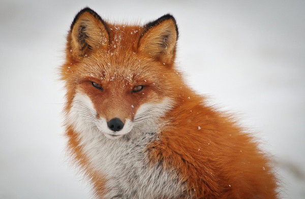 Янголь Наталия