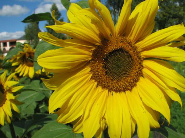 Елена Петрова