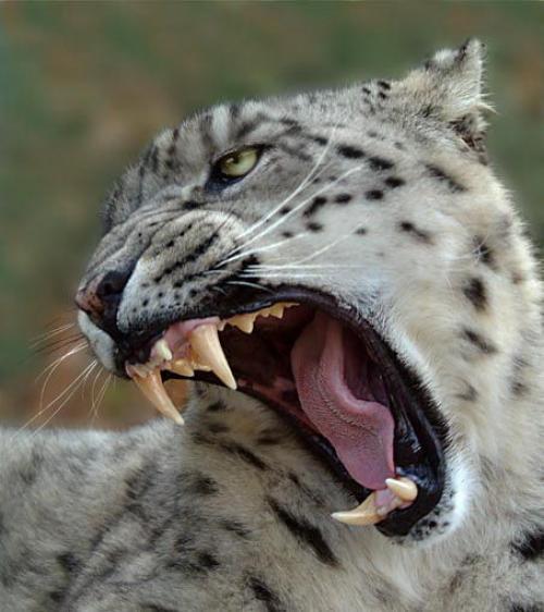 Lanius-Легион Снежного Барса