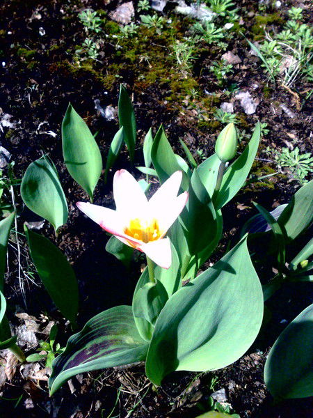 Плотников Иван