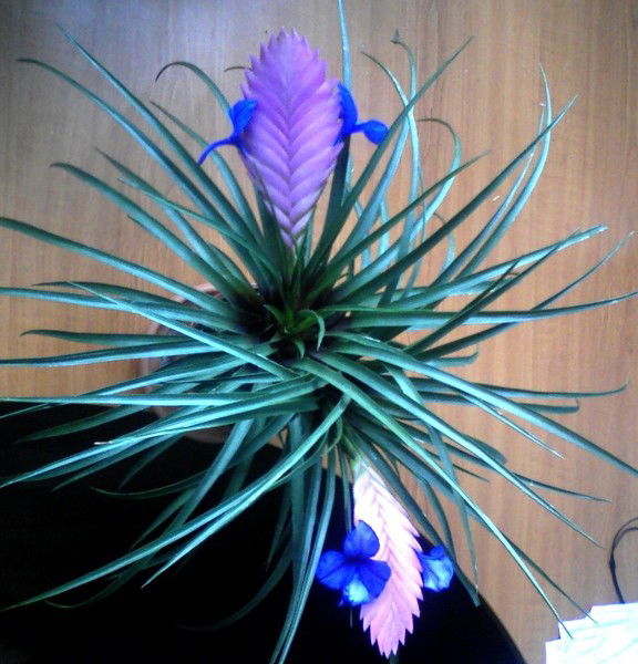 Анна Лыкова