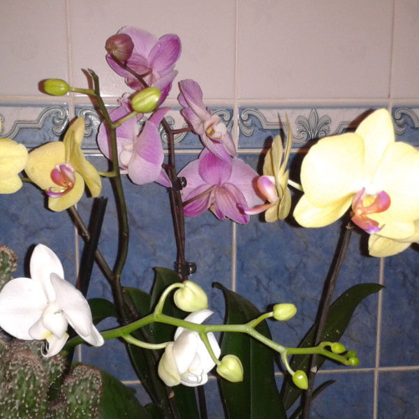 Елена Рыбцова-Наумова