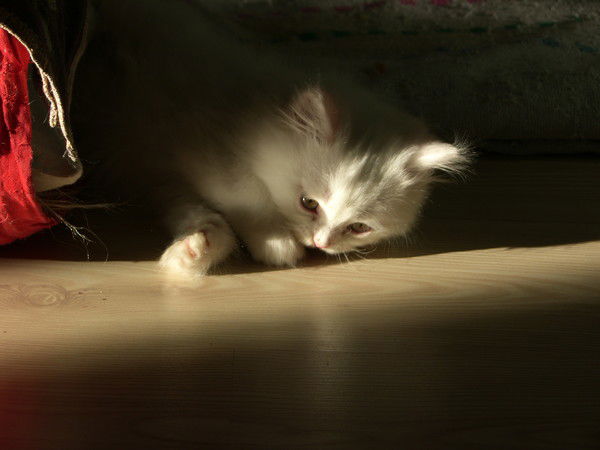 Надежда Павлова