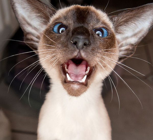 Алина Марченко