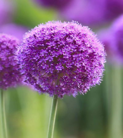 Роксолана Яремків