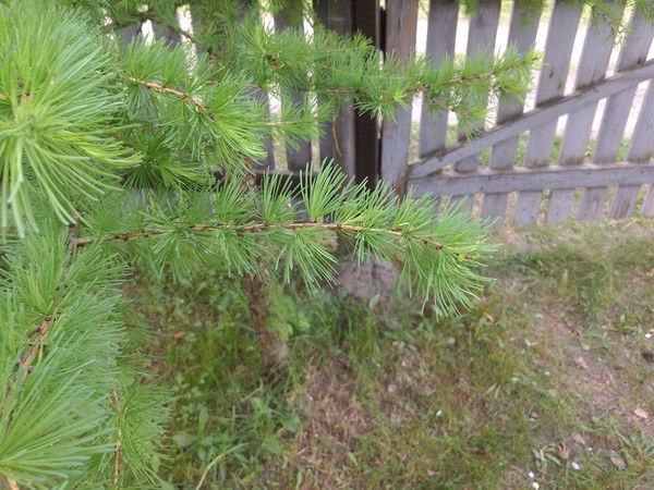 Наталья Ваганенкова