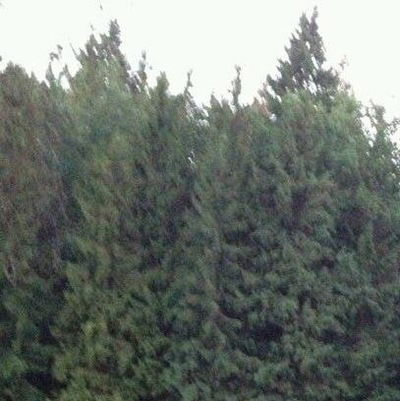 Александра Антилевская