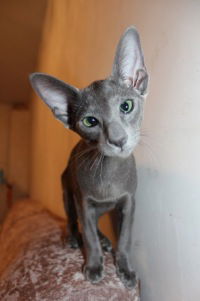 Расим Хасанов