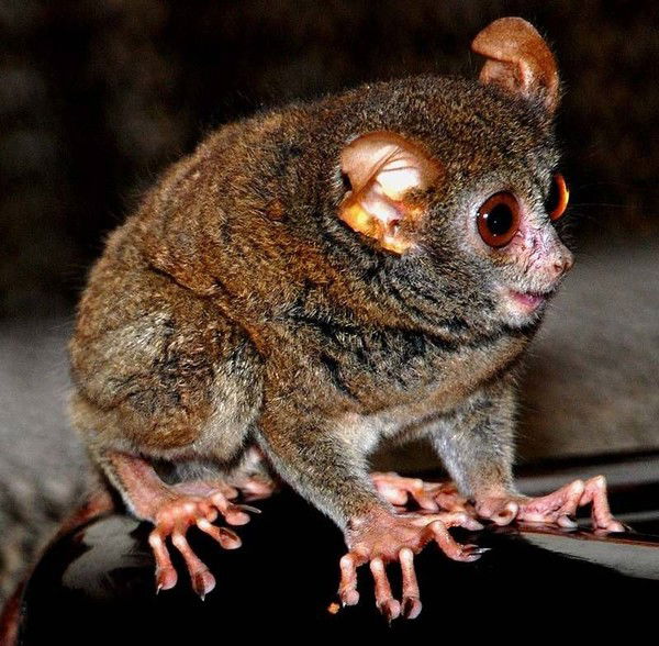 Алла Сапунова