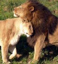 Анна Кожокарь