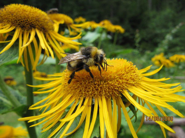 Владислав V