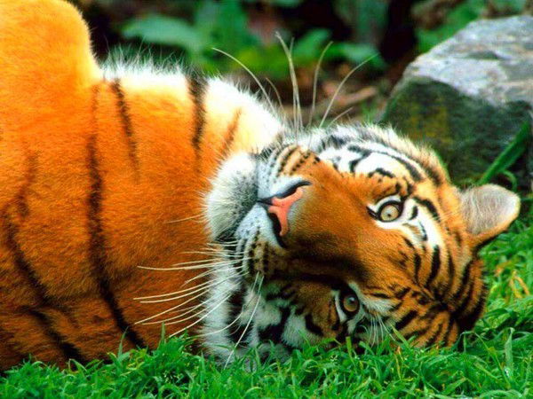 Михаил Борхерт