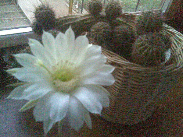 Ольга Пупышева