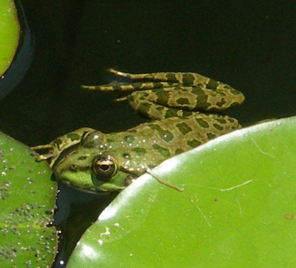 Ирина Волкова