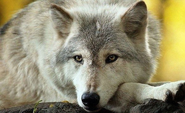 Борис Паученко