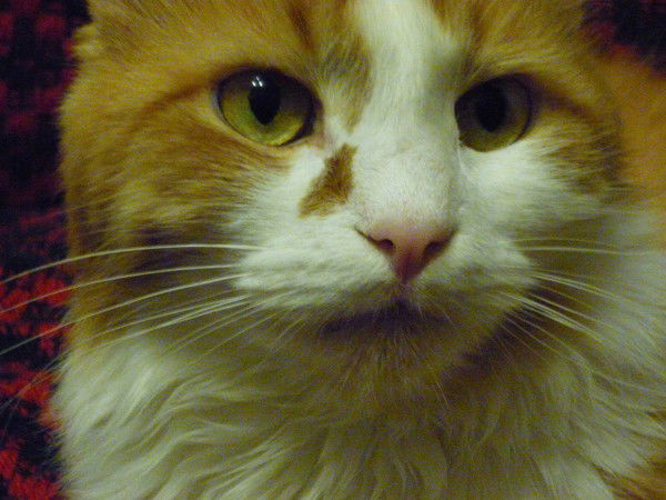 Александр Тулинов