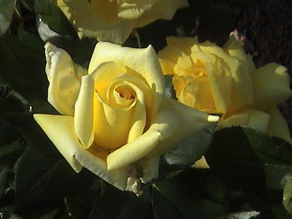 Евгения Небылицина