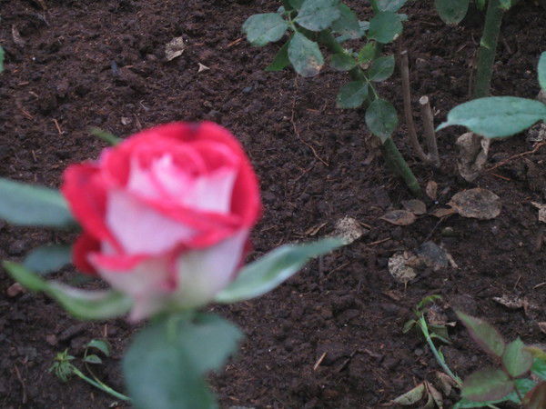 Красивая))) Девчёнка)))