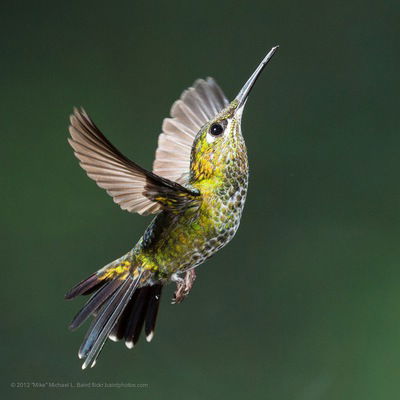 Виктория Маркелова