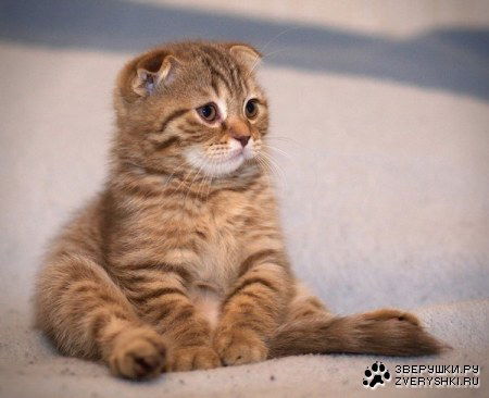 Алена Шамерзоева