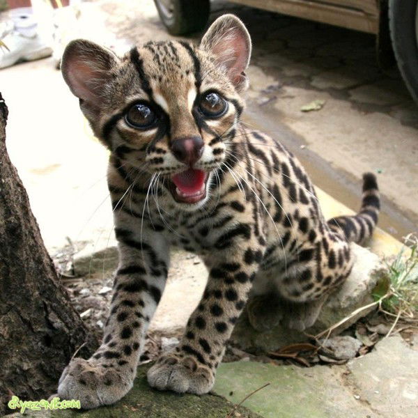 Анна Боровкова