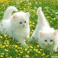 Катя Глебова