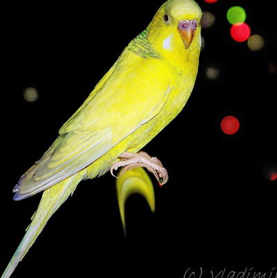 Владимир Дед