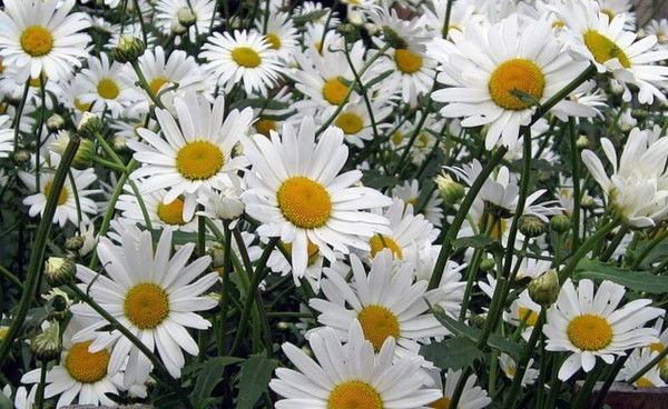 Фатима Кантикова