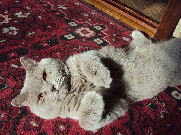 Оксана Колесникова