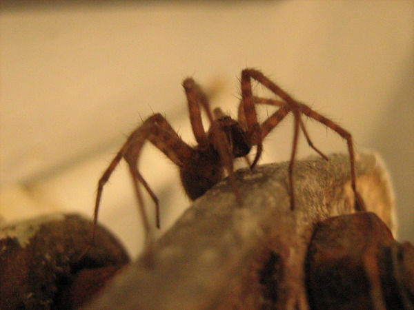 Александр Непомнящий