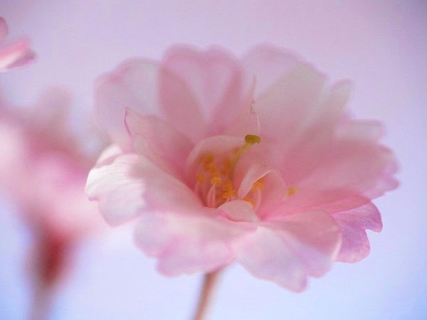 Алёна Аукштель