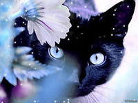 Анастасия Коваль