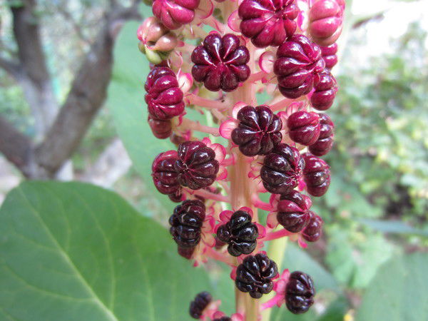 Гульда Мокина