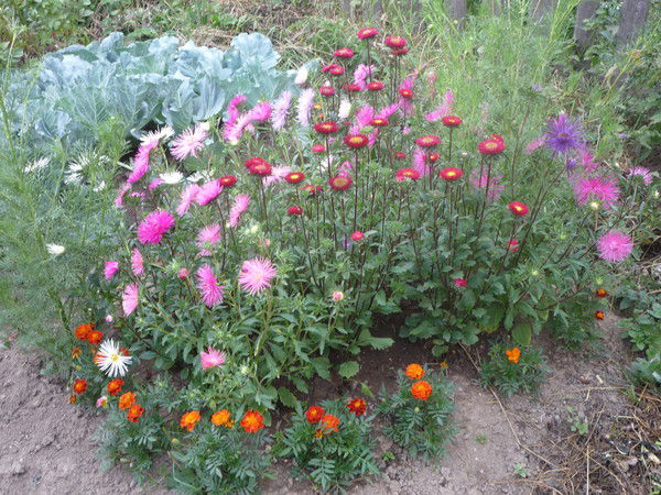 Людмила Алексеева