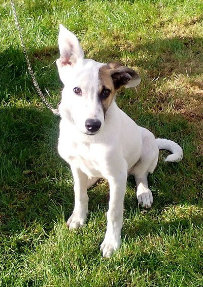 Коля Харламов