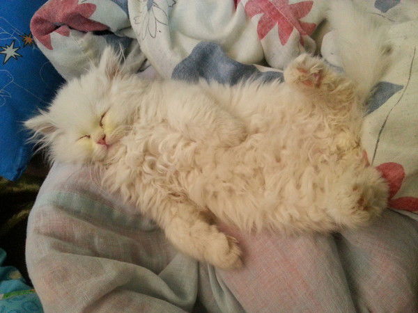 Ксения Хафизова