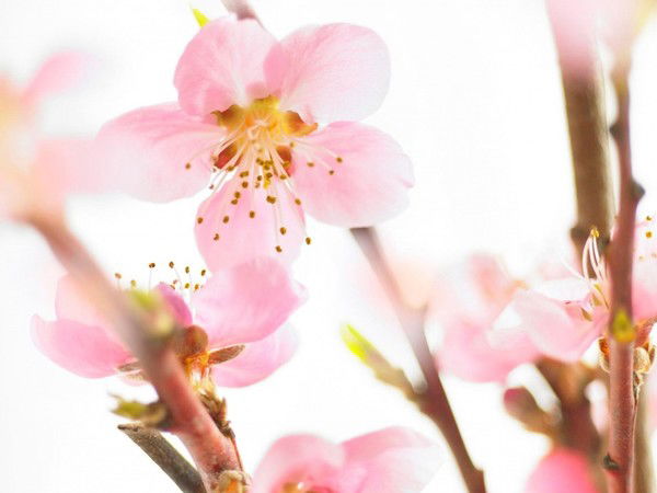 Надежда Сафронова