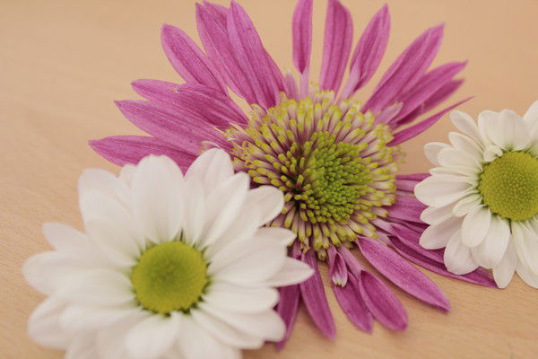 Светлана Штыкель