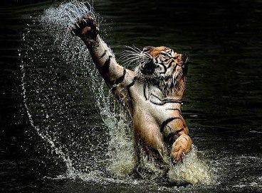 Аня Шевченко