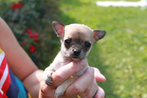 Ирина Страшкова